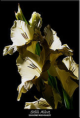 photo "Still Alive"
