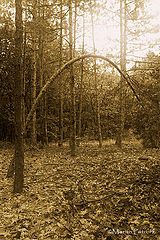 photo "***"