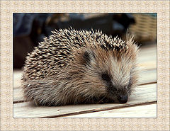 photo "Forest's visitor"