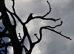 photo "Sky bird"