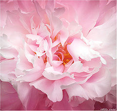 photo "***"