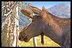 photo "Closeup of the Moose"