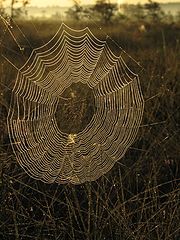 photo "Designed by spider"