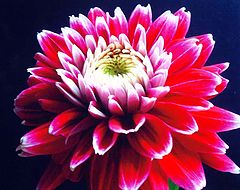 photo "Dahlia " Kiss Me ""