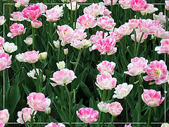 фото "Лохматые тюльпаны"