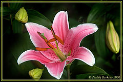photo "A lily"