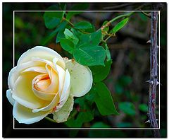 photo "***"
