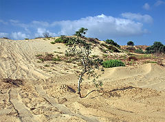 photo "Shady place on the Road in Sands"