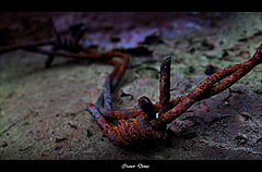 photo "***"