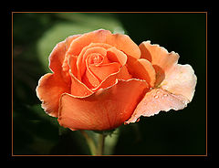 photo "Raindrops on Roses"