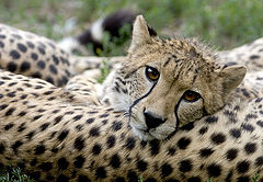 photo "Cheetah"