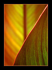 фото "none"
