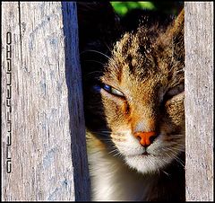 photo "***"