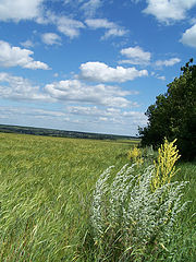 photo "Field"