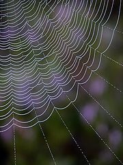 фото "Spider's art"