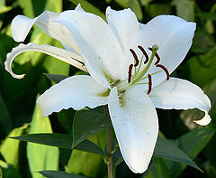 photo "White flower"