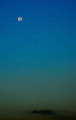 photo "Early Morning Birds"