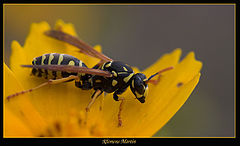 фото "Wasp"