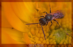фотоальбом "Insects, Spiders, all that scrambles"