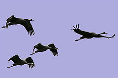 photo "Cranes fly"