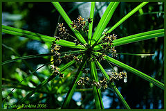 photo "* * *"