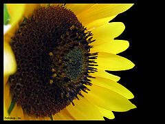 photo "Flower by Night"