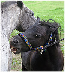 фото "You bite me -- i bite you.."
