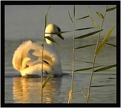 photo "3reeds"