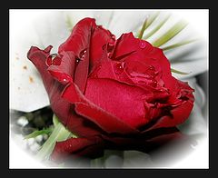 photo "Red rose"