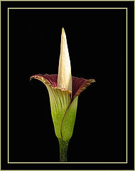 фото "One of the world’s largest flowers"