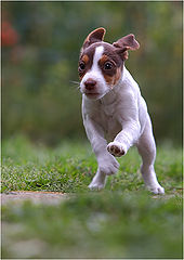 photo "Young rush"