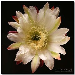 photo "Night blooming cactus blossom !"