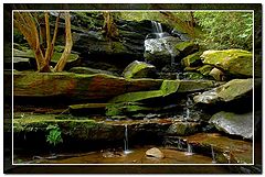 фото "In the wood."