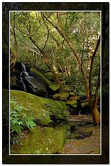 фото "In the forest"
