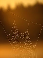 фото "More art (designed by spider)"