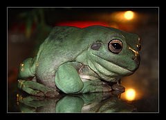 photo "Portrait of the pensive frog..."