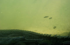 photo "indian series"