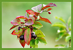 photo "***"