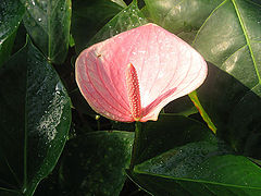 photo "***"
