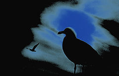 фото "Gulls"