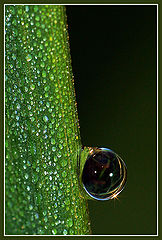 photo "Black pearl"