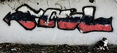 photo "puss"