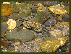 photo "The crab"