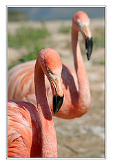photo "Birds -***"