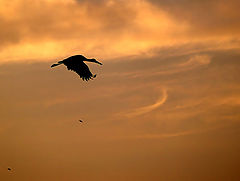 фото "Stork"