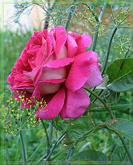 фото "Rose "Kronenbourg""