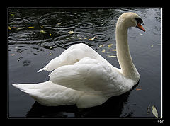 photo "Swan"