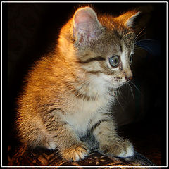 photo "Prodigy"