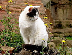 фото "Cat and flowers"