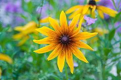 photo "Good-bye summer"